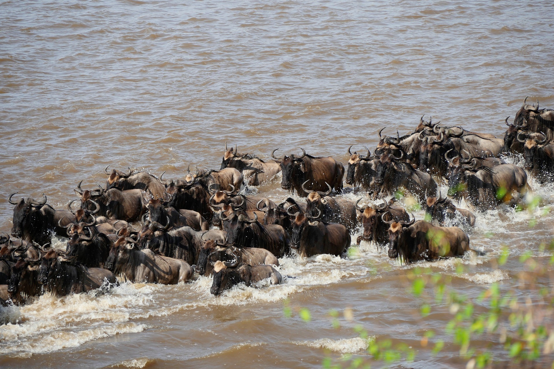 Mara River wilderbeast