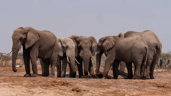 Elephant Herd