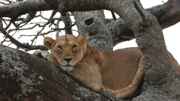 Lioness Serengeti